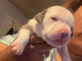 American Staffordshire Terrier dogs American Staffordshire Terrier 4 - Ad 30