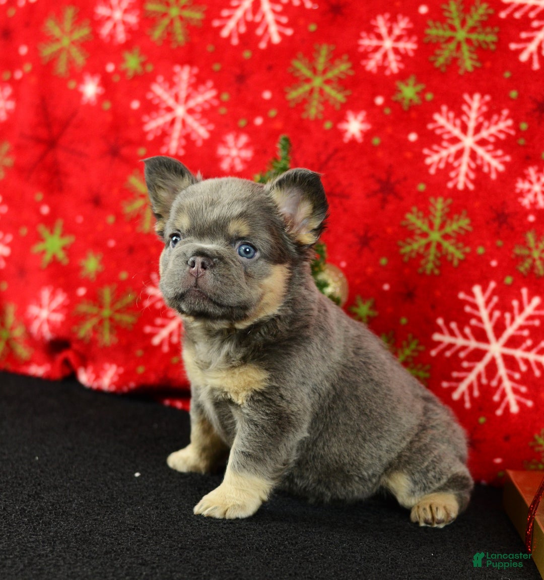 French Bulldog dogs for sale: Champ - Ad 4