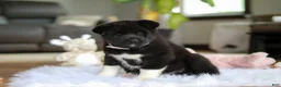Akita dogs for sale: Champ - Ad 3