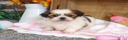 Shih Tzu dogs for sale: Jackie - Ad 3