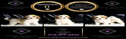 Cavapoo dogs for sale: Sage - Ad 2