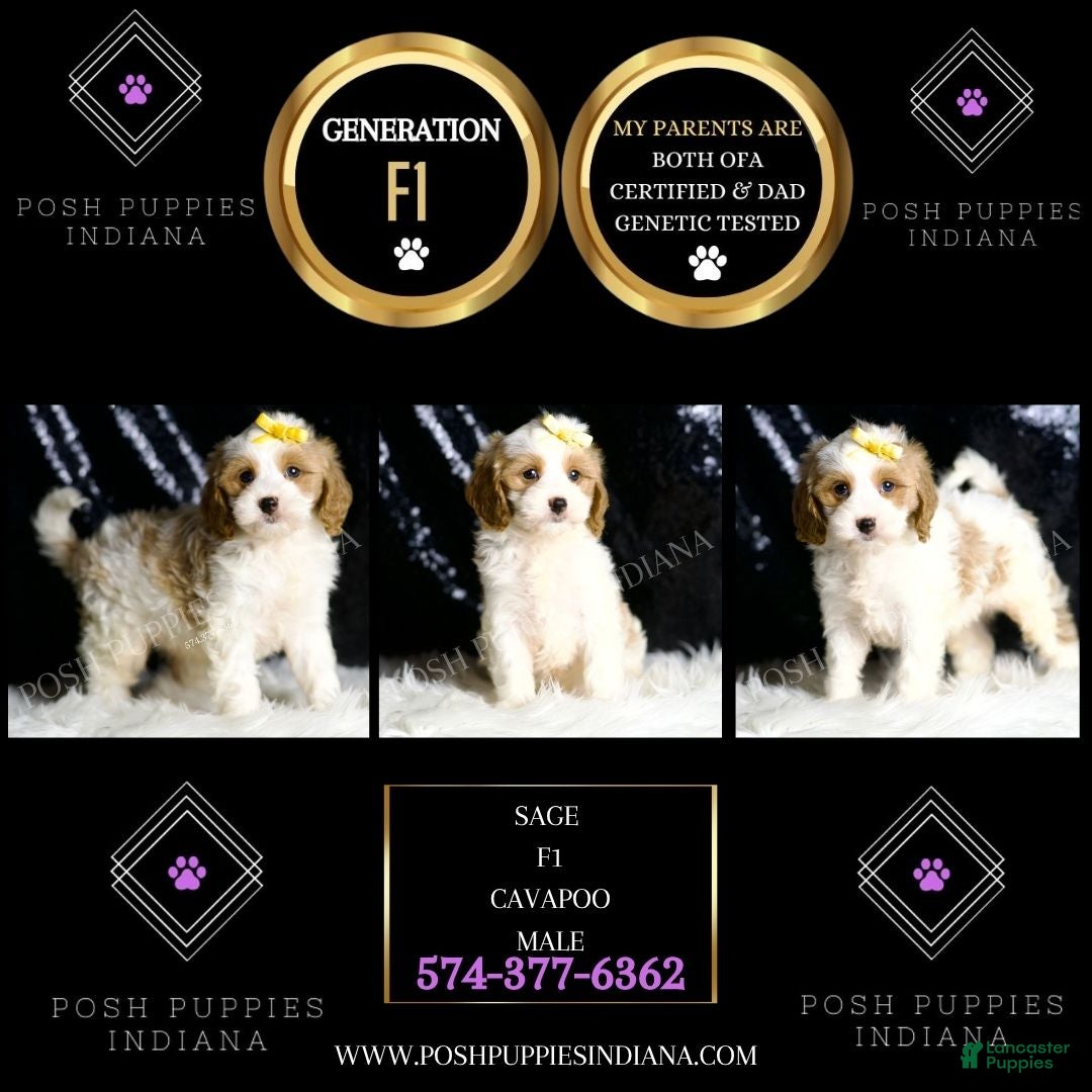 Cavapoo dogs for sale: Sage - Ad 2
