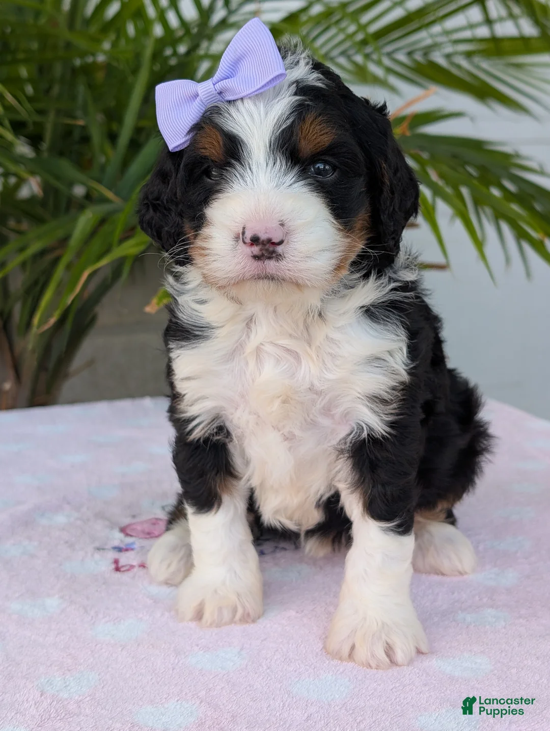Mini Bernedoodle dogs for sale: Mini Sadie  - Ad 2