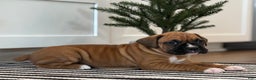 Boxer dogs for sale: Ginger - Ad 1