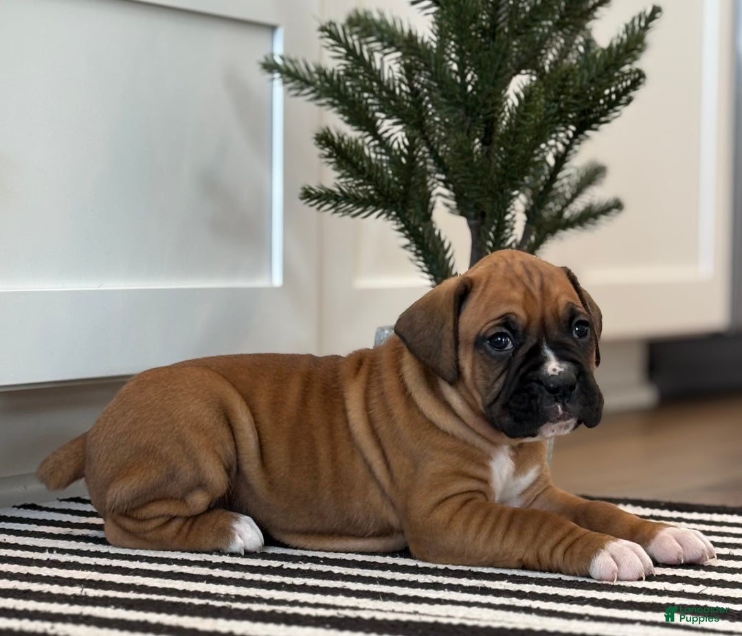 Boxer dogs for sale: Ginger - Ad 1