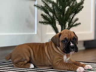 Boxer dogs Ginger - Ad 31