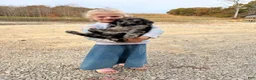 Standard Poodle dogs for sale: Standard Poodle 2 - Ad 12