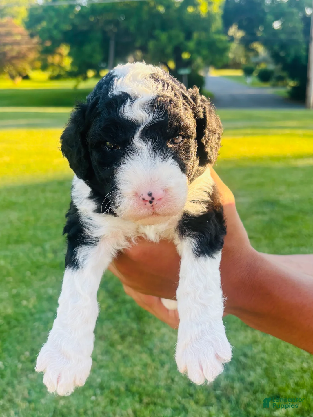Sheepadoodle dogs for sale: Oreo - Ad 1