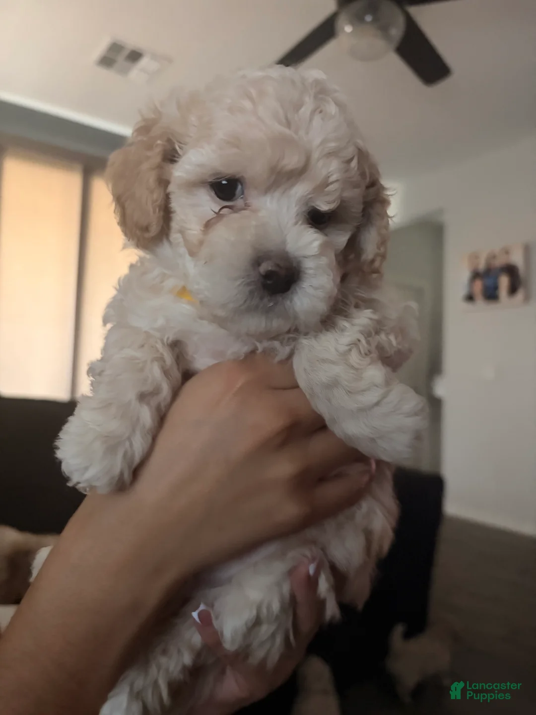 Maltipoo dogs for sale: Banana  - Ad 2