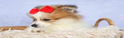 Pomeranian dogs for sale: Eric🐾 - Ad 4