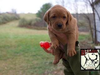 Labrador Retriever dogs - Ad 33