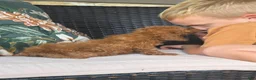 Cavapoo dogs for sale: Fletcher - Ad 8