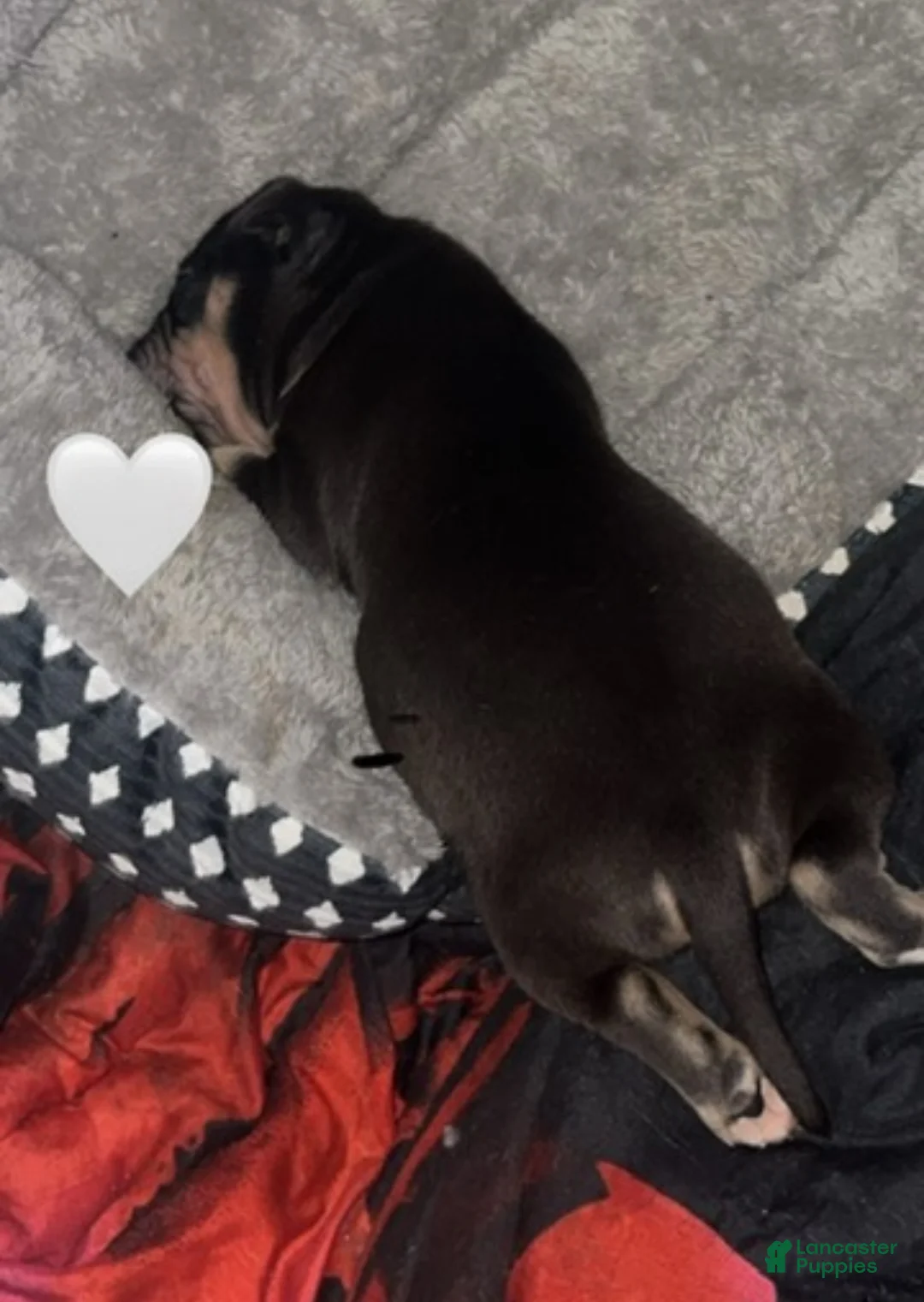 American Bully dogs for sale: American Bully Puppy 1 - Ad 6