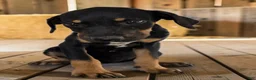 Catahoula Leopard Dog dogs for sale: Gypsie 2026 Female 4 - Ad 7