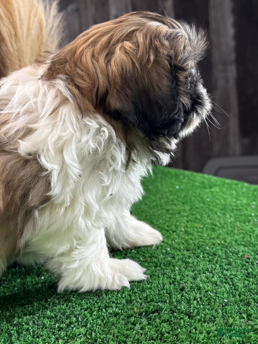 Shih Tzu dogs for sale: Saturn 🪐  - Ad 2