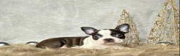 Boston Terrier dogs for sale: Frost  - Ad 4