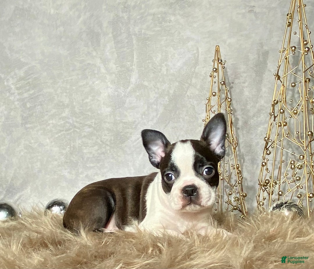 Boston Terrier dogs for sale: Frost  - Ad 4