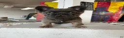 French Bulldog dogs for sale: Apollo - Ad 5