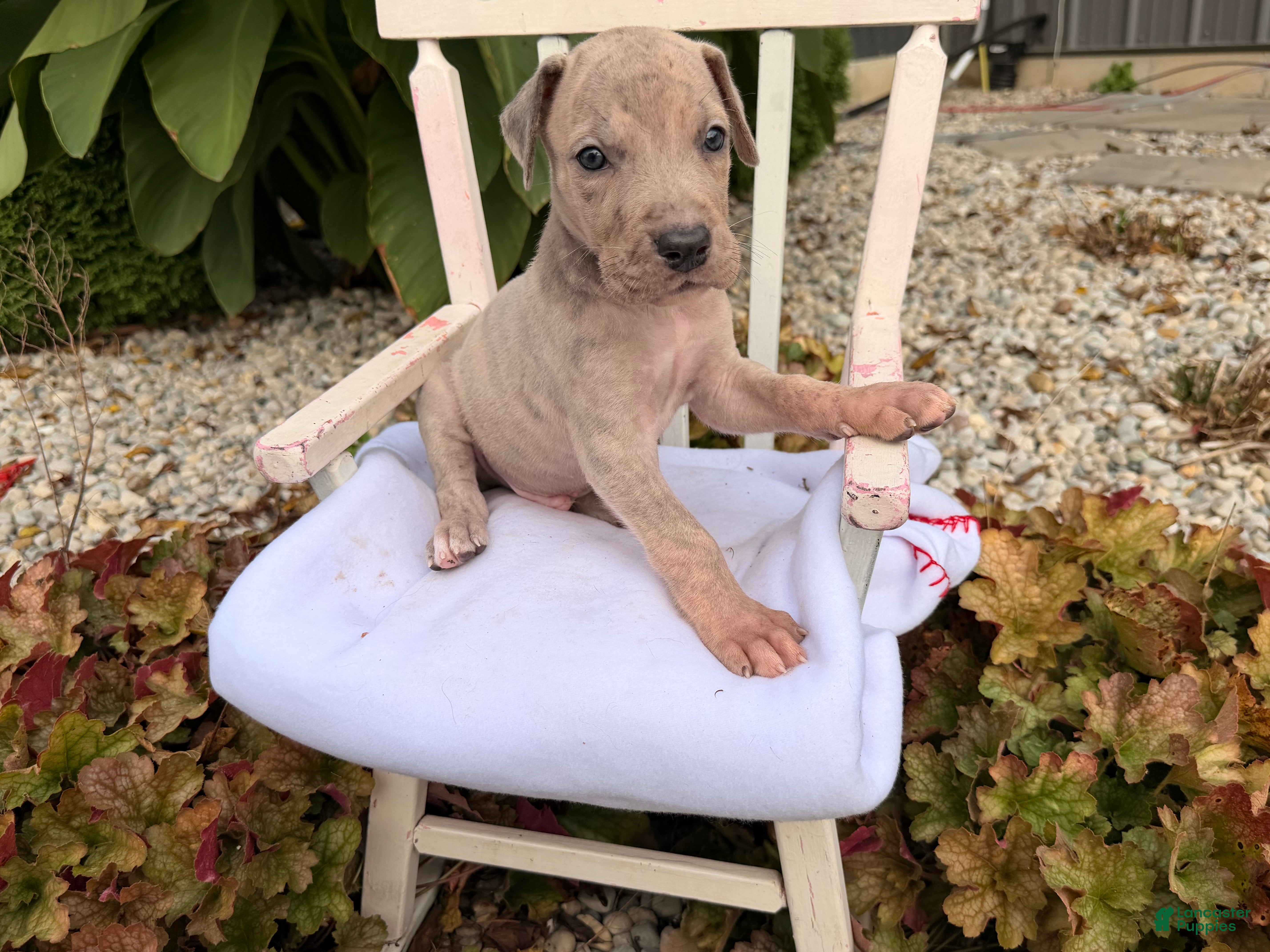 Great Dane dogs Ozzy  - Ad 2