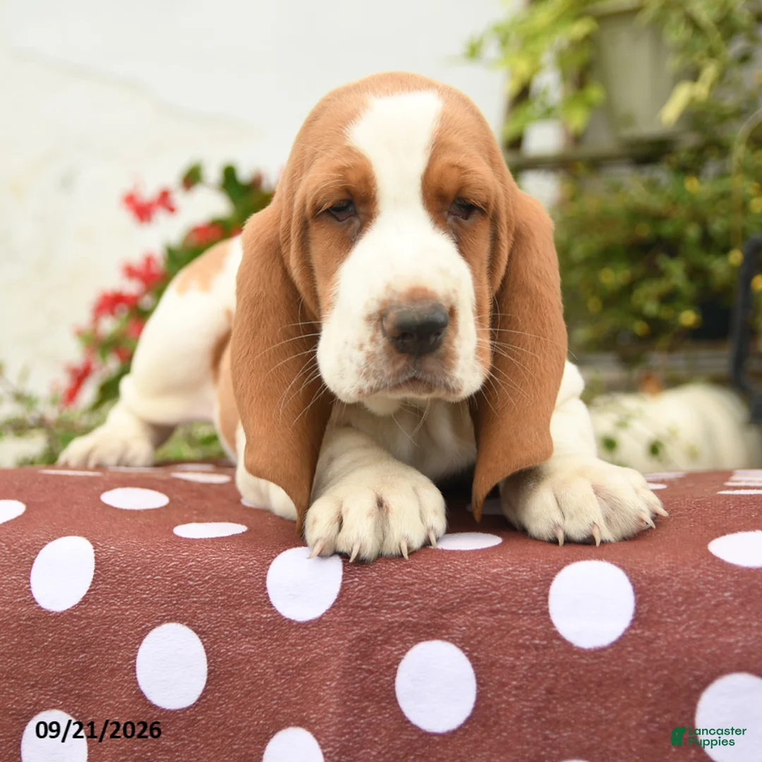 Basset Hound dogs for sale: Ezra - Ad 3