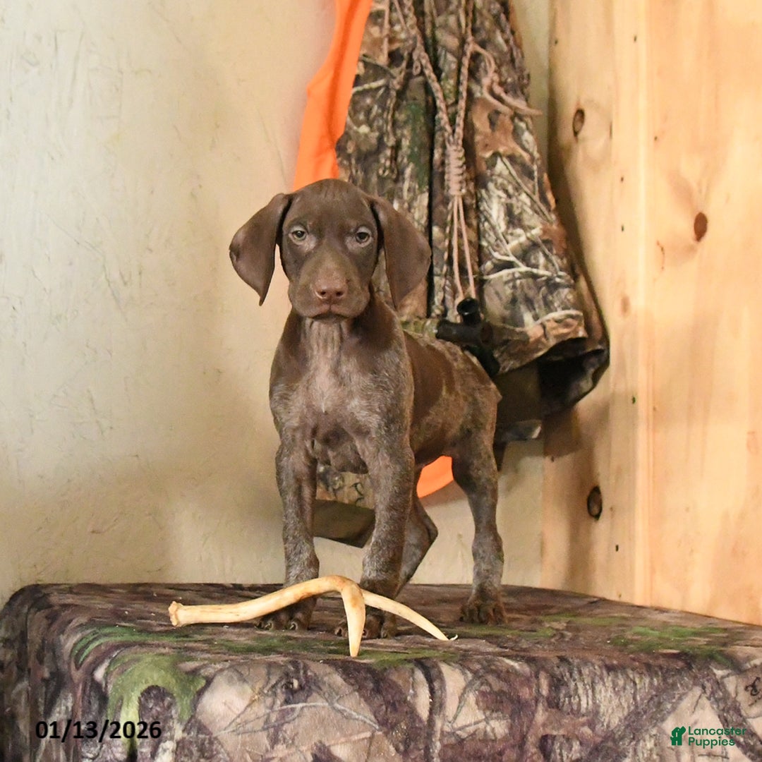 German Shorthaired Pointer dogs for sale: Hope - Ad 3