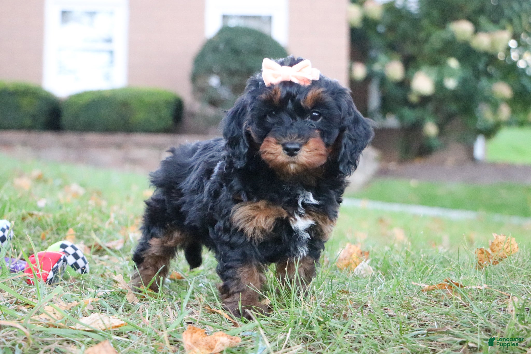 Mini Goldendoodle dogs Pumpkin - Ad 1