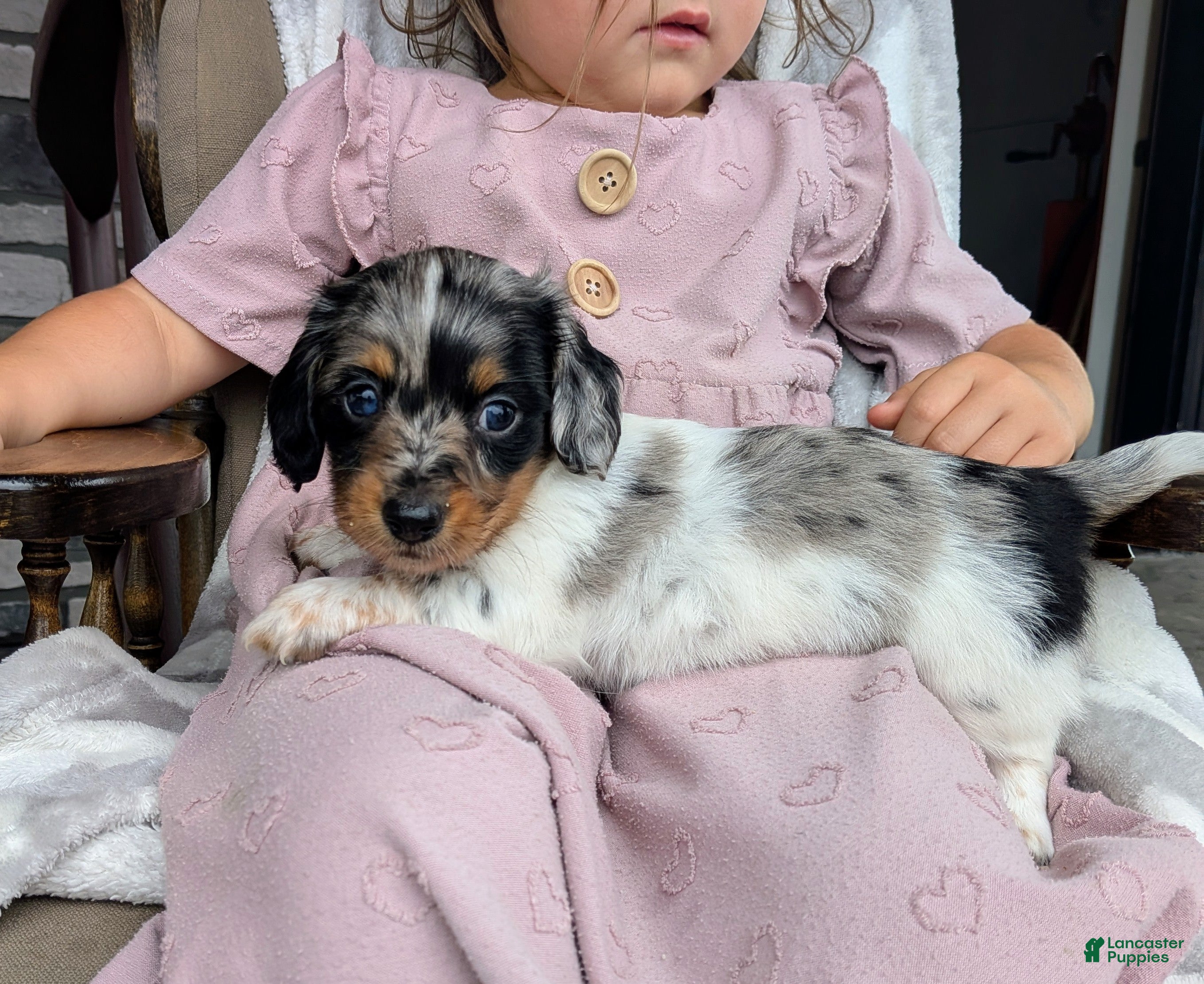 Miniature Dachshund dogs Miniature Dachshund 2 - Ad 1