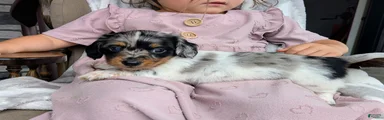 Miniature Dachshund 2