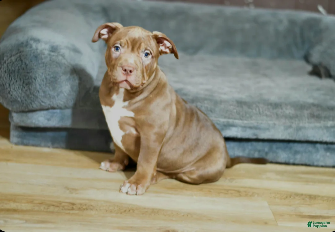 American Bully dogs for sale: Chocolate Female - Ad 2