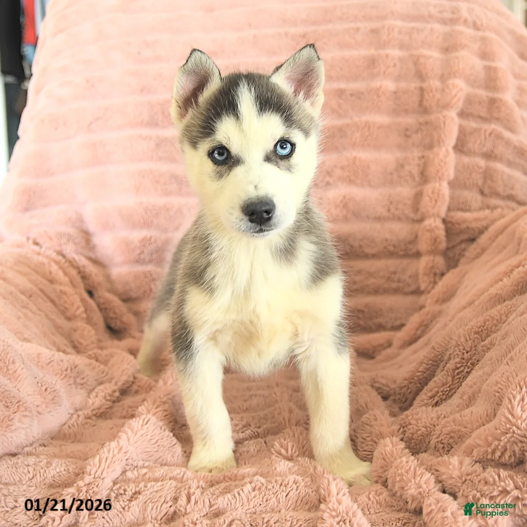 Siberian Husky dogs for sale: Radar - Ad 4