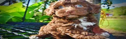 Havapoo dogs for sale: Cookie - Ad 3