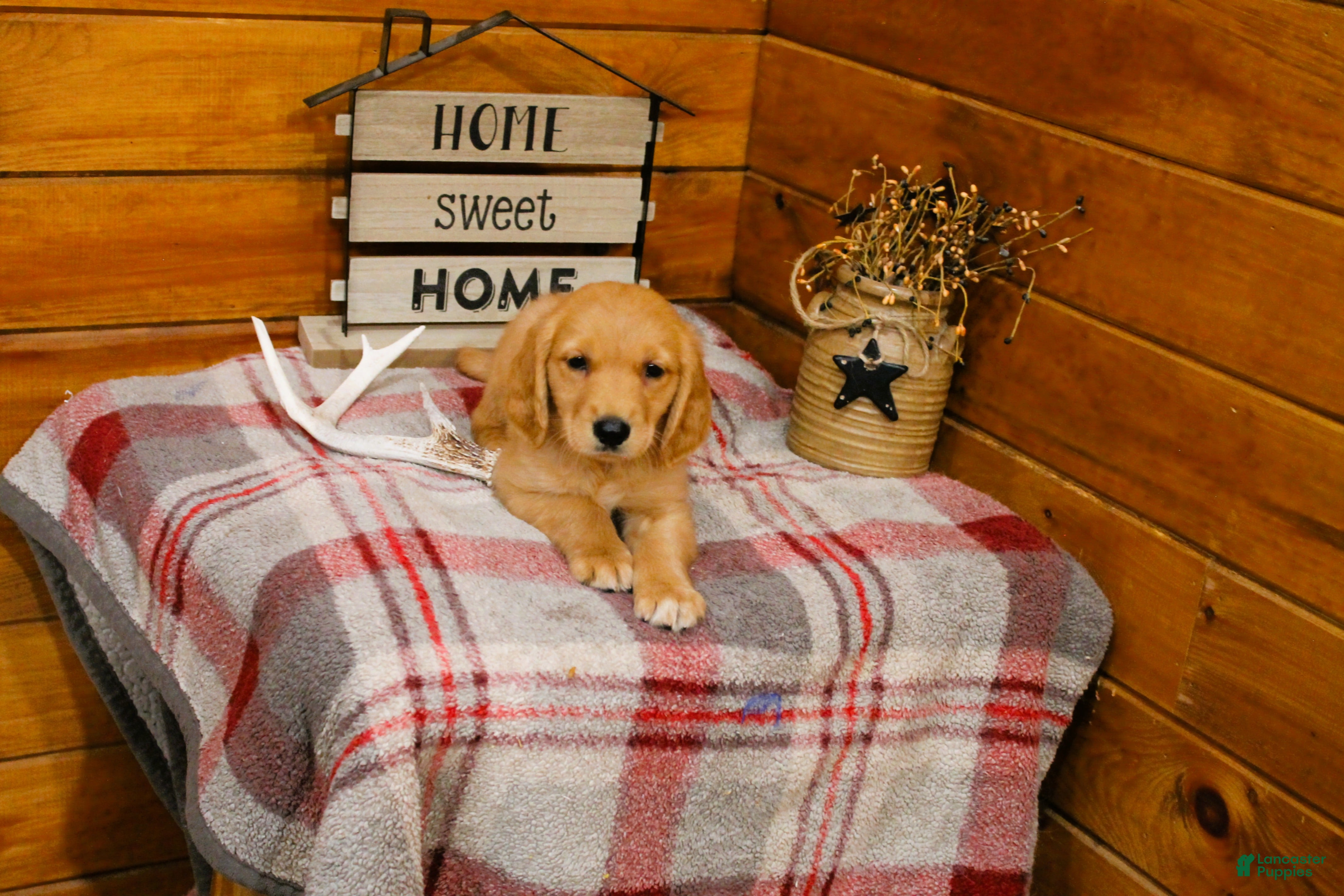 Golden Retriever dogs Rusty - Ad 2