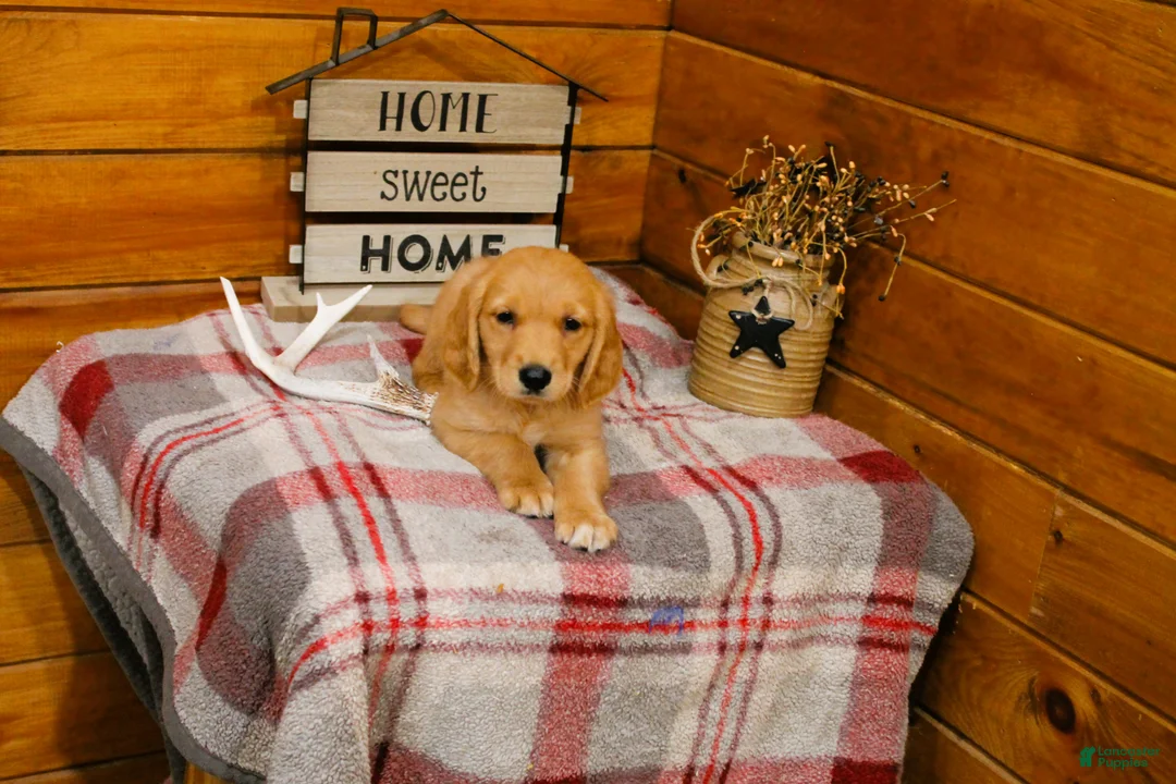 Golden Retriever dogs for sale: Rusty - Ad 2