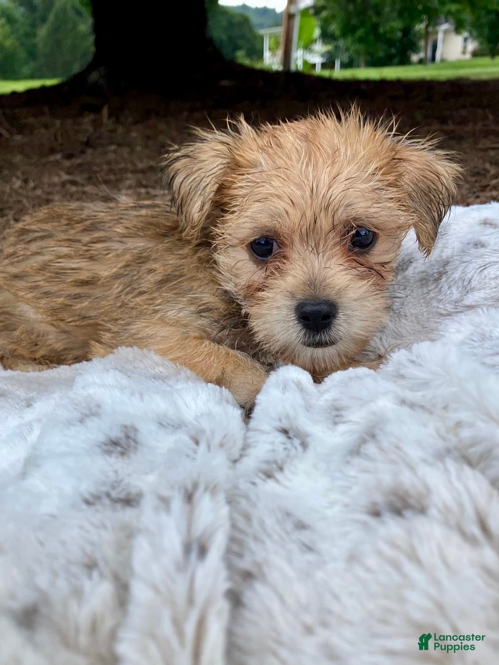 Morkie dogs Otis - Ad 1