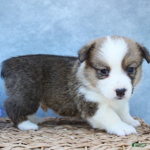 Welsh Corgi Pembroke dogs for sale: Graham - Ad 3