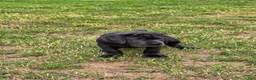 Cane Corso dogs for sale: Cane Corso 1 - Ad 41