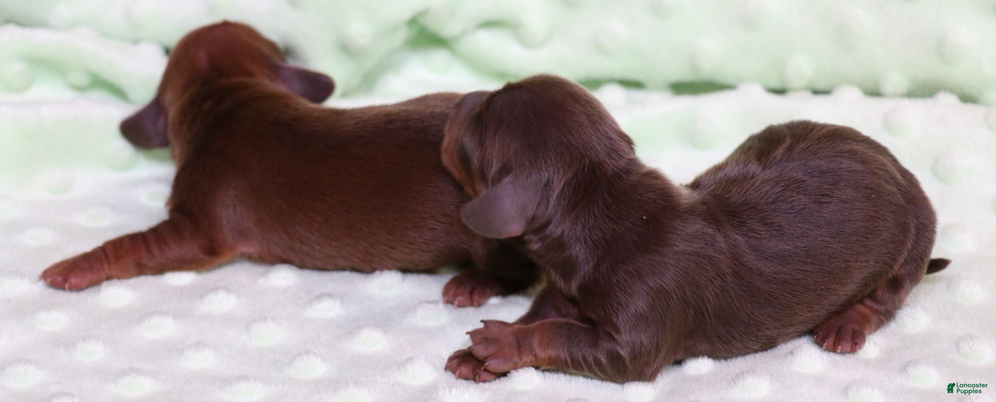 Miniature Dachshund dogs Bandit chocolate/tan longhair male - Ad 26