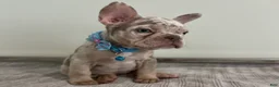 French Bulldog dogs for sale: Misty - Ad 6