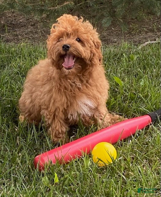 Cavapoo dogs Hector - Ad 2