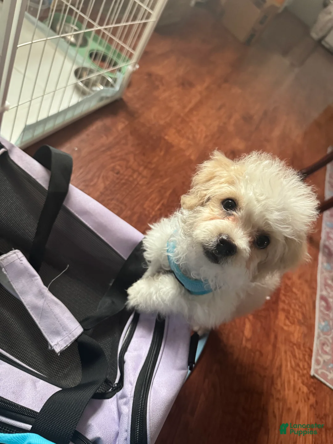 Teddy Bear dogs for sale: Teddy Bear Puppy 1 - Ad 2