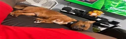 Mixed Breed dogs for sale: Stella - Ad 30
