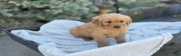 Golden Retriever dogs for sale: Muffin - Ad 8