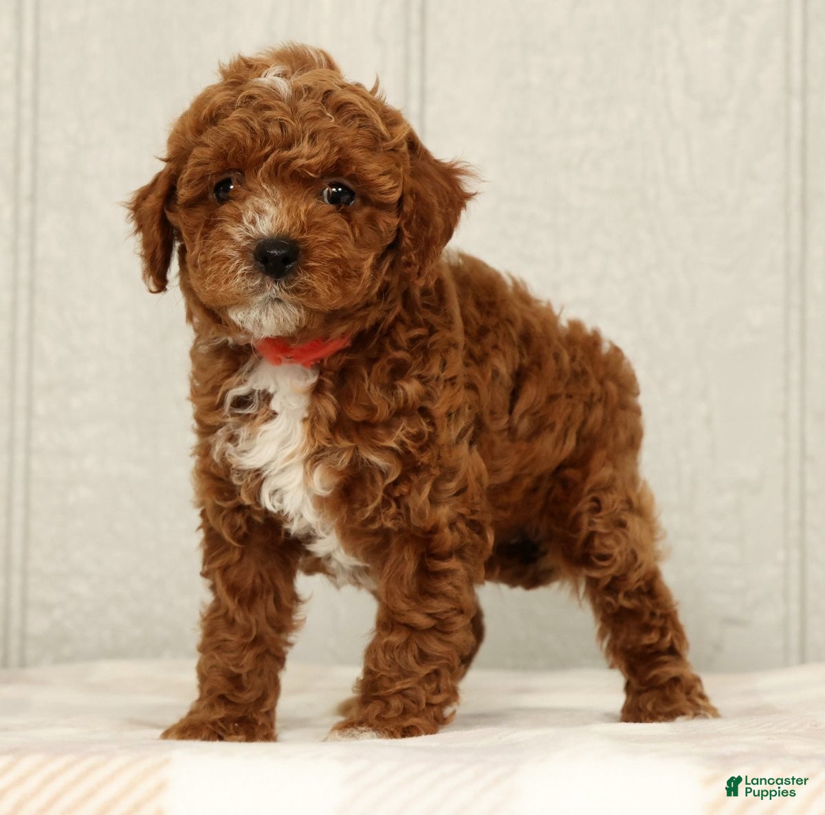 Cavapoo dogs Lexie - Ad 2