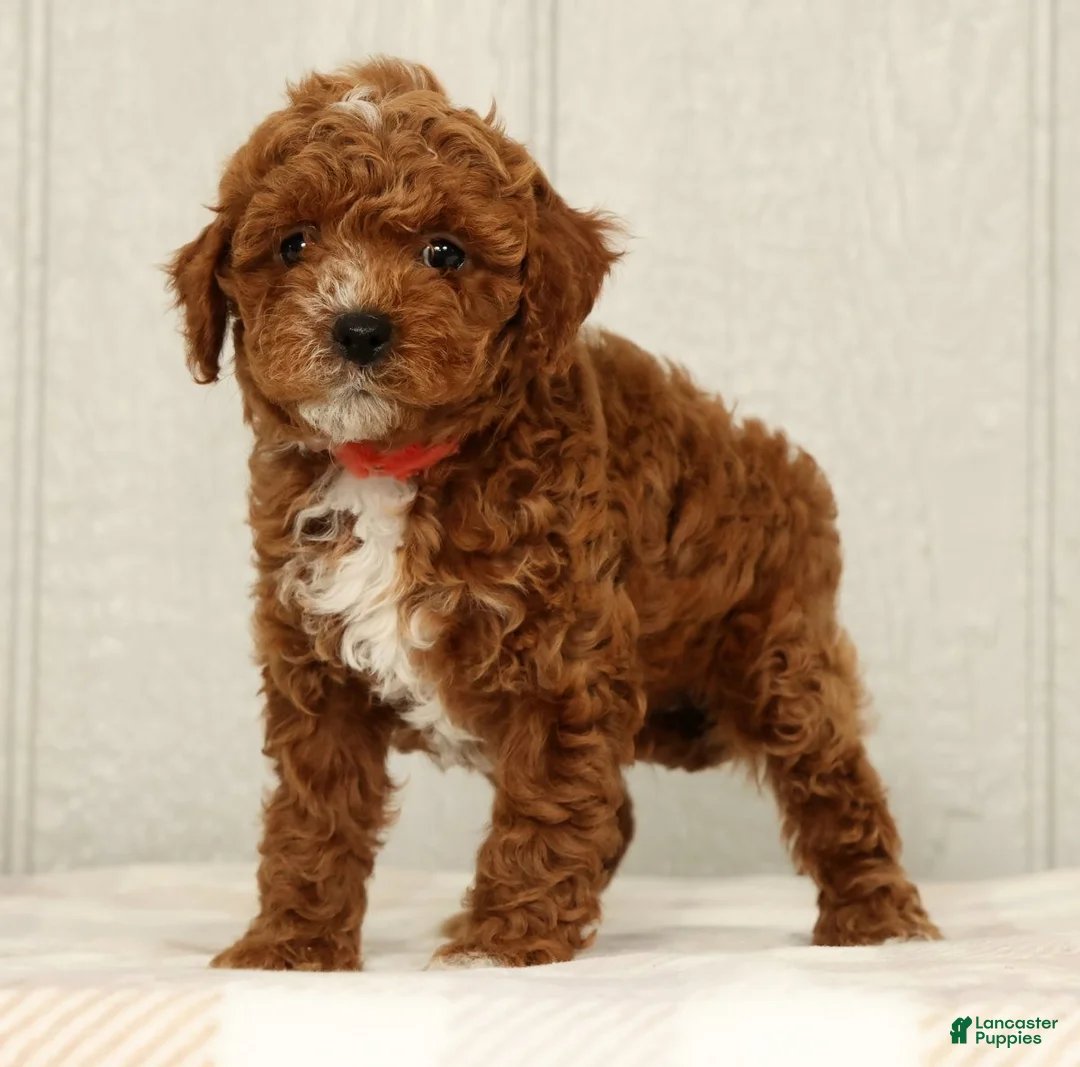 Cavapoo dogs for sale: Lexie - Ad 2