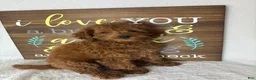 Mini Goldendoodle dogs for sale: Gabby - Ad 5