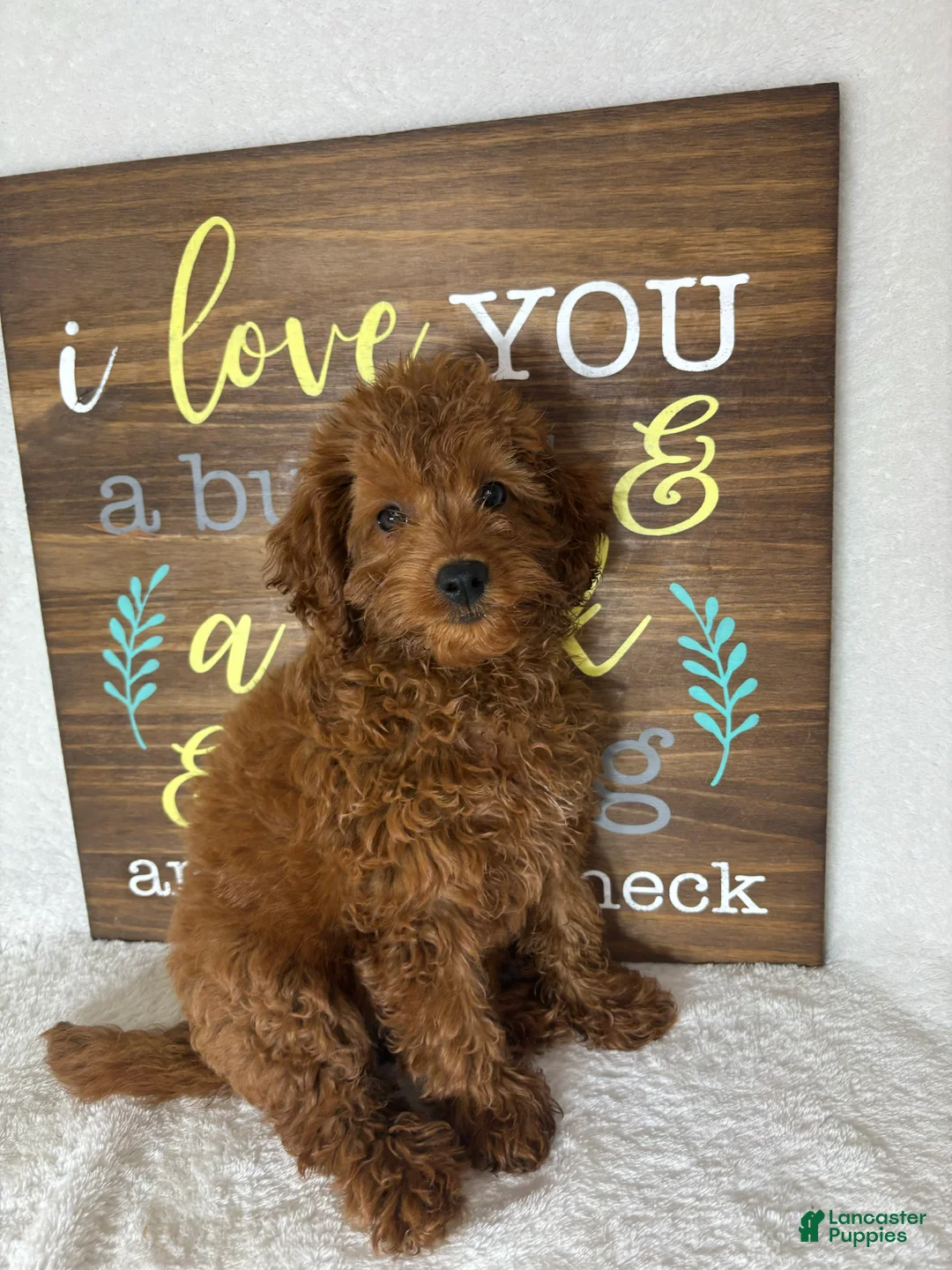 Mini Goldendoodle dogs for sale: Gabby - Ad 5