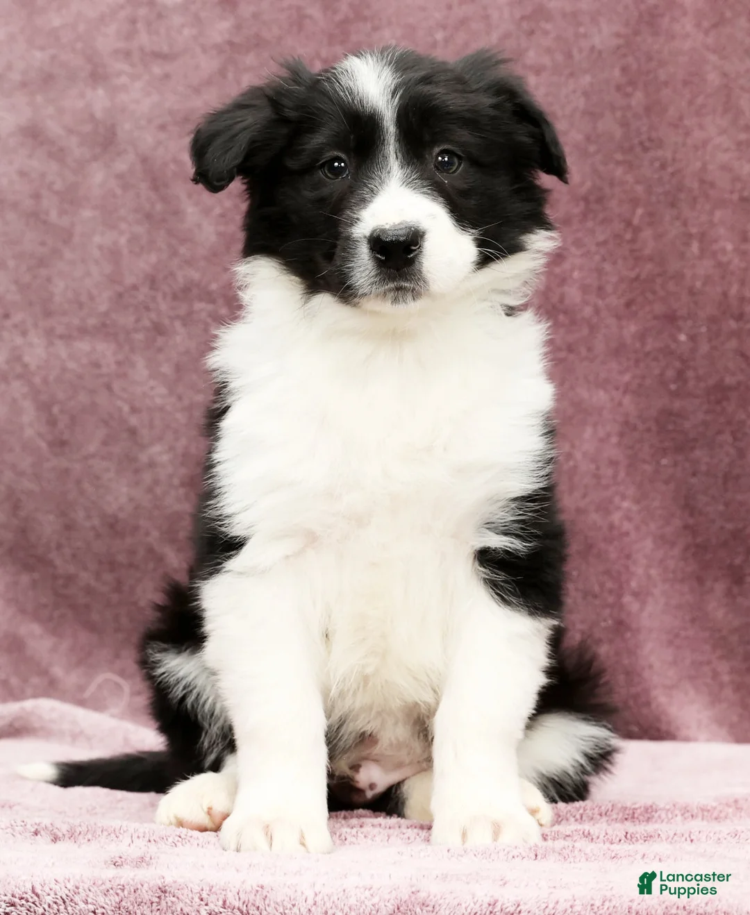 Border Collie dogs for sale: Denver - Ad 2