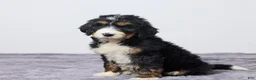 Bernedoodle dogs for sale: Karla - Ad 1