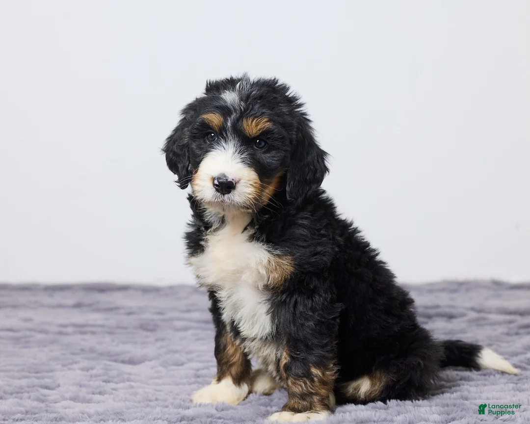 Bernedoodle dogs for sale: Karla - Ad 1
