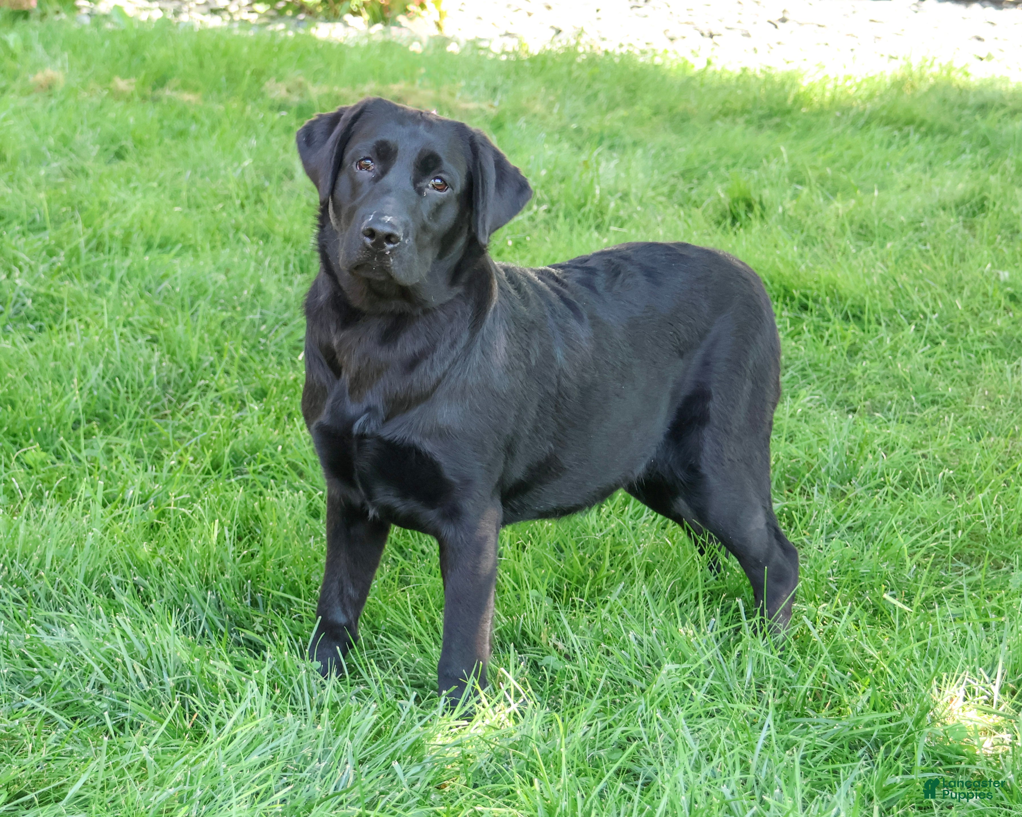 Labrador Retriever dogs Millie - Ad 1